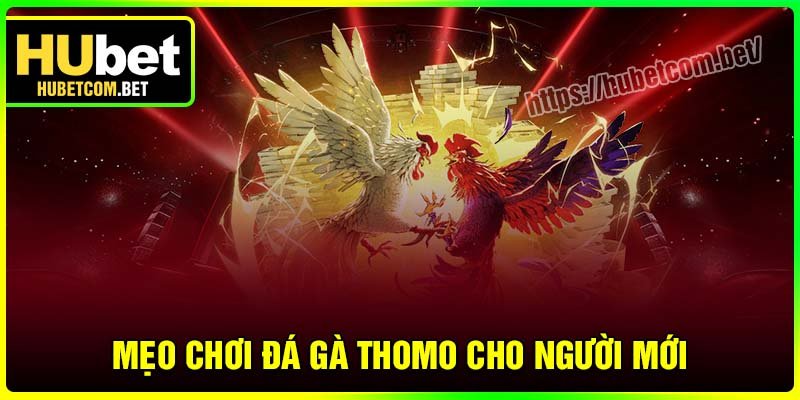 Mẹo chơi Đá gà Thomo bất bại cho người mới